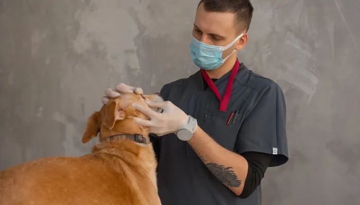 Bir veterinerin köpeği muayene etmesi — temsili görsel